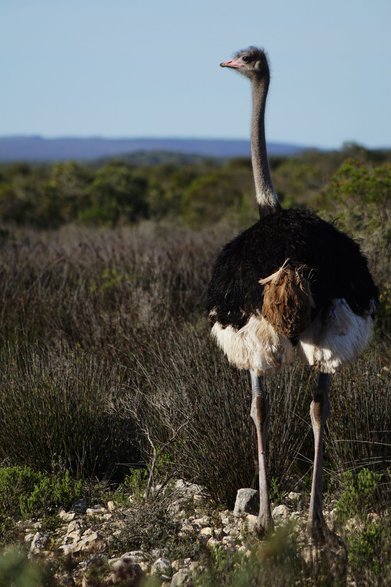 Ostrich farms