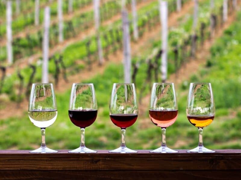 Wine tasting in the Klein Karoo
